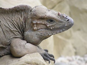 Rhinoceros Iguana Care Sheet | Reptiles' Cove