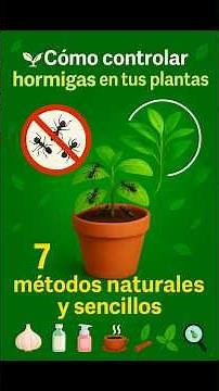 How to get rid of ants on your plants without chemicals