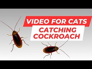 Realistic Cockroaches on Screen: Your Cat's Favorite Game