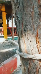 23K views · 120 reactions | Timber hitch The timber hitch is a knot used to attach a single length of rope to a cylindrical object. Secure while tension is maintained, it is easily untied even after heavy loading. | Amutha's rangoli | Facebook