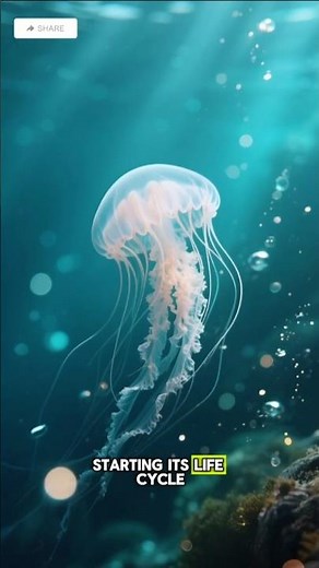 Immortal Jellyfish Discovered: Is Eternal Life Possible❓