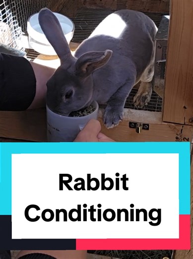 #meatrabbits #SelfReliance #AnimalHusbandry #Homesteading #RaisingRabbits #MeatRabbits