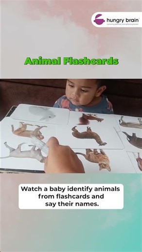 Baby Identifying Animals From Flashcards 🐯 | Early Brain Development & Speech Learning