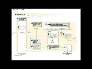 Unit 3, Part 3 Hemoglobin Synthesis and Recycling