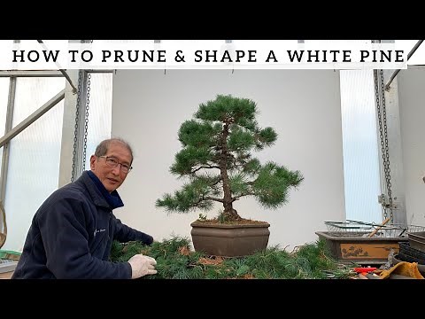 How to Prune and Shape a White Pine