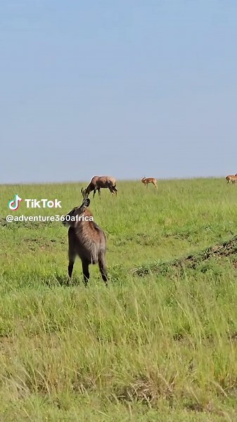 3 Different antelope species . Which one can you Identify? #adventure360 #adventureawaits #safari #travel #gamedrive