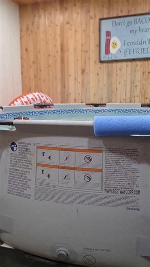 Thor the Brown Boston.❤🇨🇦 on Instagram: "Just popping in to say Hi! #bostonterrierreels #bostonterrier_corner #dogmom"