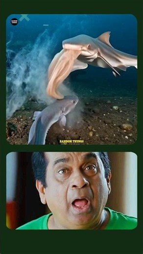 Why Sharks Are Terrified of This Slime Hagfish | వేరే చేపలను ఇబ్బంది పెట్టే చేపలు 😱😮