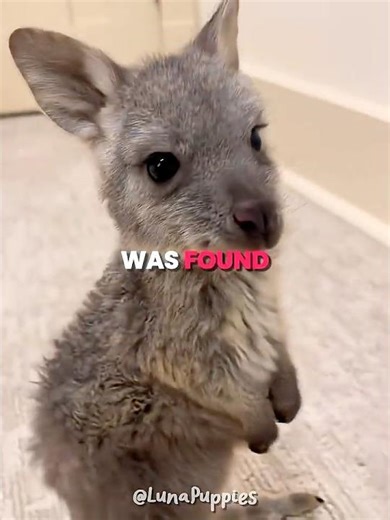 Rescued Baby Kangaroo Finds A Home 🥺❤️ #shorts