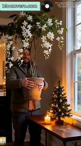 247K views · 3K reactions | Weeping Jasmine Flowers Seeds...