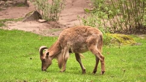clip-4015547477-barbary-sheep-ammotragus-lervia-known-aoudad-eating