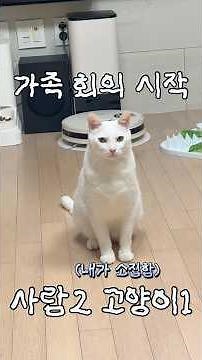 가족회의 소집한 고양이 불만이있다냥 #궁디팡팡 #냥이 #고양이일상 #고양이브이로그