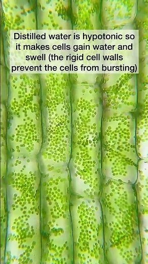 How Salt Water Affects Plant Cells – Watch Under a Microscope!