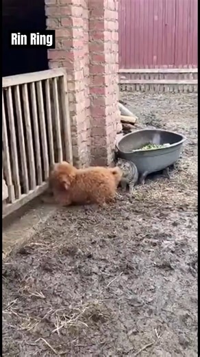 66K views · 433 reactions | White Tiger Drags Dog Toward Gate – Mama Cat Leaps From Pig Trough to Attack | Nguyễn Văn Rin | Facebook