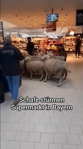 Sheep in the supermarket