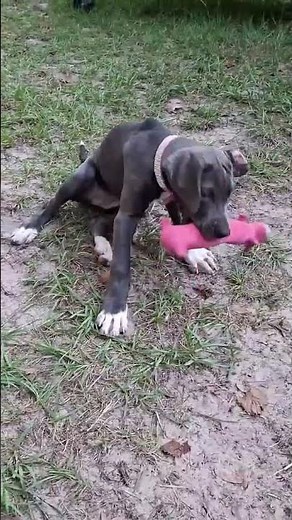 Daniff Puppy "Coconut" 11.5 weeks old