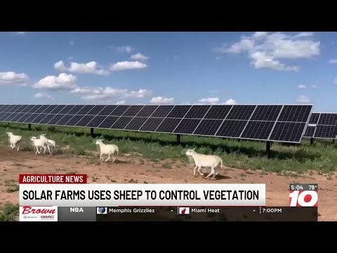 Swisher County solar farm using sheep to control vegetation