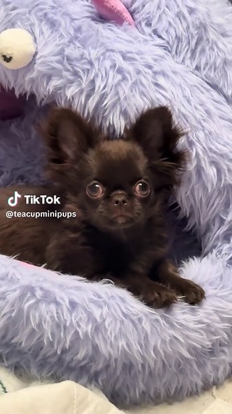 Why Long Hair Chihuahuas Are Adorable Pets