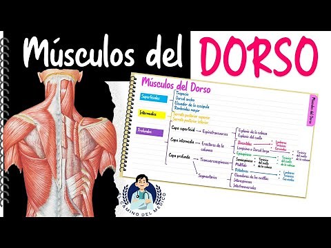 Back Muscles - Easy and Educational