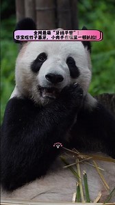 ⭐ Bamboo Stuck in His Teeth? No Problem! Huabao’s Tiny Paws Got This 🐼✨