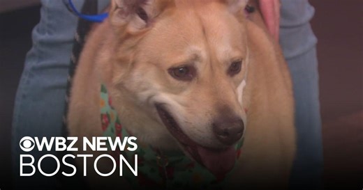 3 dogs from Massachusetts shelter looking for new homes for St. Patrick's Day