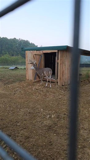 Starting to collect are buck urine! They go up at night and let out in the mornings. | Wheatleys Whitetails & Exotics
