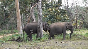 Elephant mating