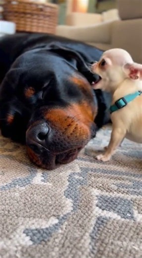 When the Rottweiler is Chill but the Chihuahua is Extra 🐶💅 #dogmemes #funny #funnyanimals #dogs