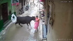 Pajeet Woman Attacked By Stray Bull