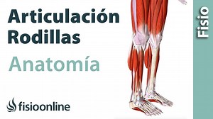 Anatomía de la rodilla. Conoce sus huesos, ligamentos, articulaciones y movimientos