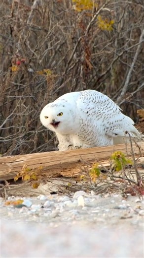 Snowy Owl Coughing Up a Pellet | Natural Behavior Revealed