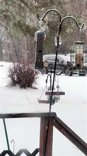 The goldfinches made an appearance at the buffet this morning #birdtok #fyp #BirdieBuffet