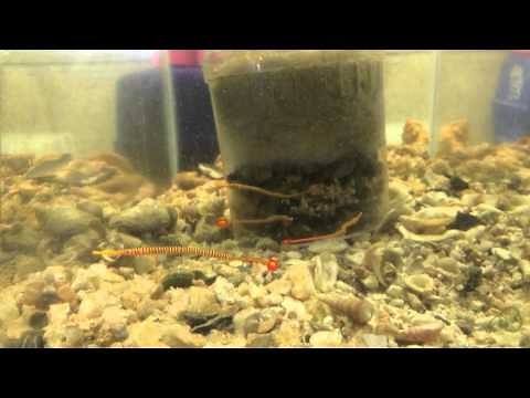 # 1820 Feeding The Red Many Banded Pipefish Carls Aquarium