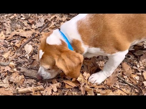 Beagle Nose at Work | Loud Sniffing ASMR for Dog Lovers