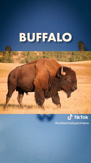 Bison - Did you know this? I thought these were buffalo, but I was wrong. They’re actually an entirely different animal, American Bison. Specimen use made possible by the University of Michigan Museum of Zoology. #animals #science #learnontiktok