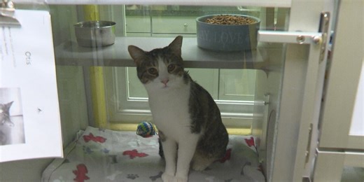 The Humane Society of Parkersburg fosters dogs for the holidays