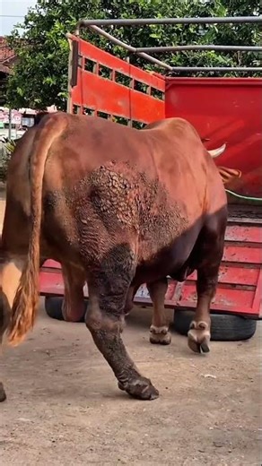 #sapi #sapimakan #sapisimental Sapi Simental