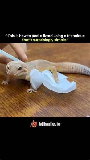 know Universe on Instagram: "A lizard shedding its skin looks routine from a distance, but up close it can reveal some unusual techniques used by experienced caretakers or veterinarians. In this video, air is gently pushed between the old, loose layer of skin and the new layer underneath, creating space so the outer layer can lift away more easily. It's a strange, almost surreal moment to watch, showing how intricate the shedding process can be. IMPORTANT: This isn't something pet owners should 