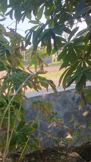 habibi (@bibi00164)’s videos with Nan Ko Paham - Chelosa Adella Putri & Difarina Indra Adella