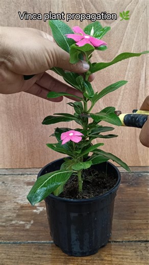 Vinca plant propagation in easy way 🌱#vinca #gardening #garden #plants