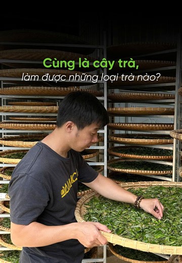 Cùng một cây trà, làm được những loại trà nào? | TITA Art
