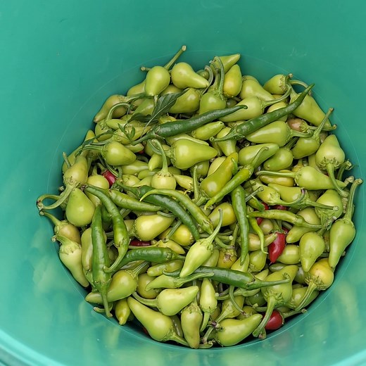 1.8K views · 30 reactions | Радка Марчева Динева Йолез on Reels | Facebook