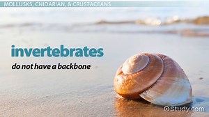 Aquatic Animals Information: Lesson for Kids