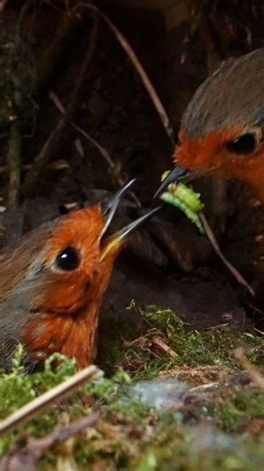 The way he waits for her to eat up every last morsel 🪱#robin | Robert E Fuller