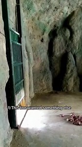 Top 13 Surprising Wild Animal Moments Behind Barriers