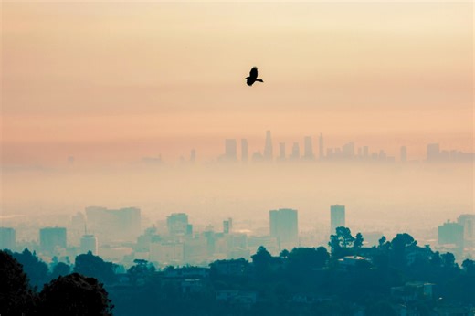 Birds Keep Exploding in California—and Nobody Knows Why