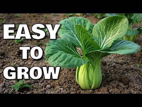How to Grow Bok Choy from Seed to Harvest