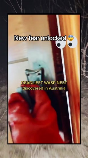 Terrifying Giant Wasp Nest Discovered in Resita | Real Estate Nightmare!