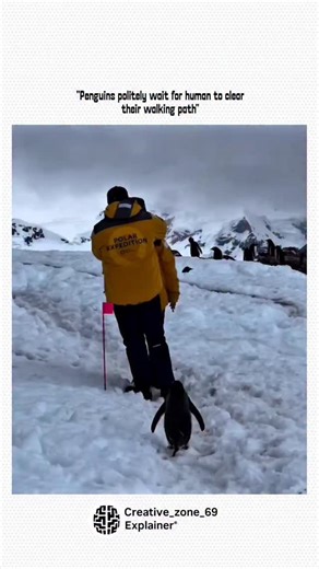 Matrixvibe™ on Instagram: "Penguins travel daily between feeding grounds and nesting areas using the same narrow paths. These routes stay essential for survival and group coordination. When humans stand in these paths, penguins often stop instead of pushing forward or scattering. This pause reflects strong social structure within penguin groups. Individuals follow leaders and match the group’s pace. Sudden movement or collision increases risk of separation, so waiting becomes the safest response