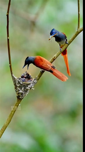 The Red-tailed Shrike couple busy raising their chicks. #BirdPhotography #Shrike | Wild Realm